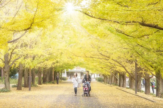 Tokyo, Japan - November 6 2014: Showa Kinen Memorial Park. Beautiful tourist destination in Japan during autumn. Tachikawa, Tokyo - Japan