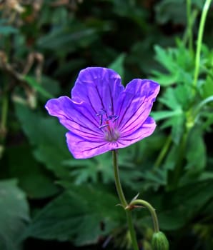 Beautiful purple flower blooms in early spring in Armenia.