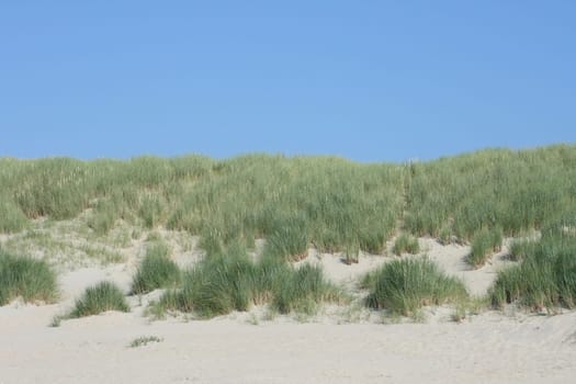 Dunes along the North Sea coast in Belgium