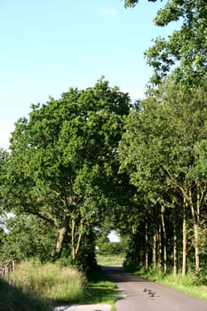 A romantic avenue of trees in spring