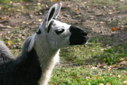 a portrait shot of a trusting Lama