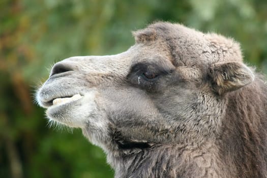 A camel portrait seen from the side
