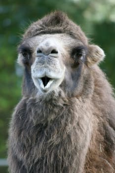 A camel portrait seen from the side