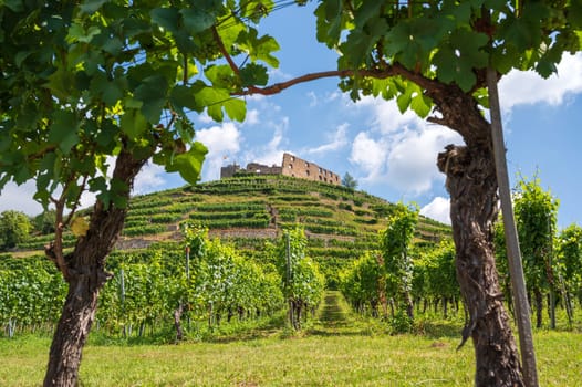 View between two vines to the ruins of the castle in Staufen im Breisgau in front of a bright blue sky