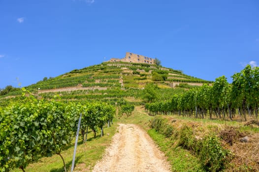 Beautiful view of the ruins of the castle in Staufen im Breisgau surrounded by vineyards in front of a bright blue sky