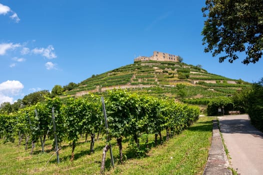 View of the ruins of the castle in Staufen im Breisgau surrounded by vineyards in front of a bright blue sky