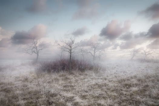 Rimy hassocks on a misty meadow orchard with a rosebush and bald apple trees under a slightly cloudy morning sky.