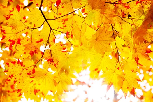 The Beautiful autumn maple leaves in Japan