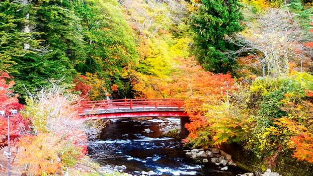 The Beautiful autumn maple leaves in Japan
