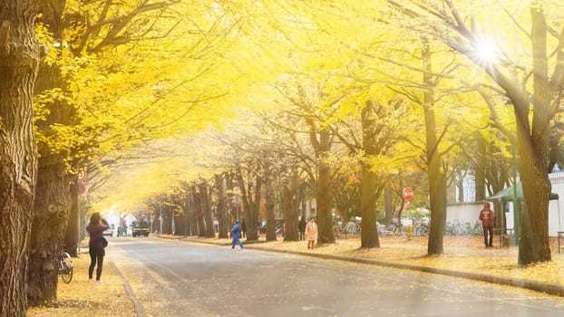 Sapporo, Japan - Nov 1, 2014: Entrance to Ginkgo Avenue at Hokkaido University in Sapporo during the peak of autumn