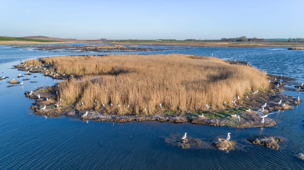 colony of seagulls in Danube Delta, Romania