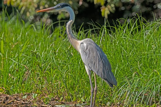 Cocoi Heron in the Pantanal in Brazil
