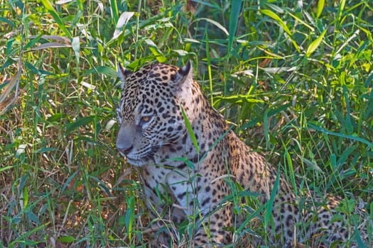 Jaguar Watching From the Grasses on Shore in the Pantanal in Brazil