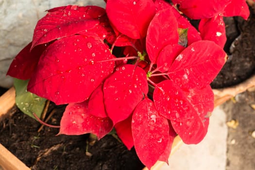 Market for sale plant in pots, stock photo
