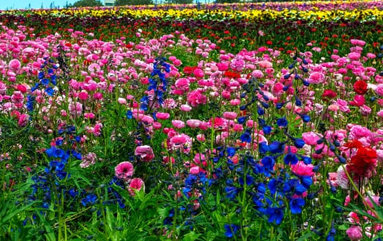 Rows of colorful flowers grow on a hillside in Carlsbad, California,America