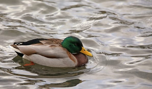 Mallepel Anas platyrhynchos