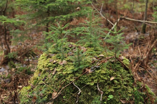green little fir tree in the forest