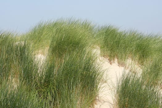 Dunes along the North Sea coast in Belgium