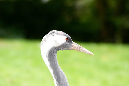 Side view of a Demoiselle Crane (Anthropoides virgo)