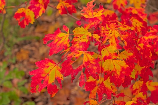 Colorful Leaves in the Deep Forest at North Higgins Lake State Park in Michigan