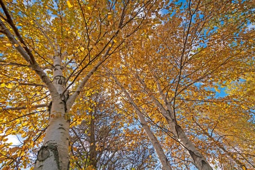 Looking Up Into Birch Trees in Fall at Taras point State Park in Michigan