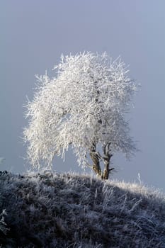 Cold winter in the Eifel in Germany