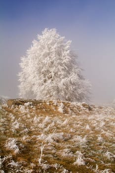 Cold winter in the Eifel in Germany