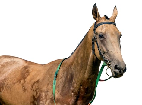 Portrait of akhal-teke horse on white background.