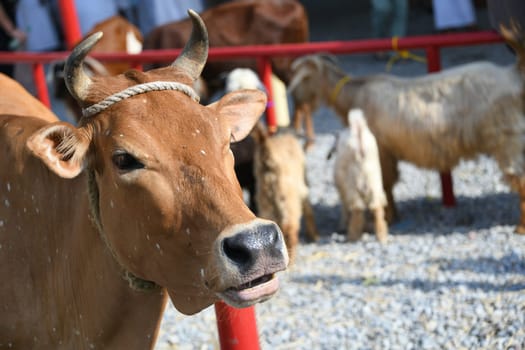 Cattle market Animal market SARS Coronavirus disease Corona outbreak Pandemic China Africa Asia India WHO Cattle Ox Foot-and-mouth disease Goat Goats Sheep Sheep Beef and veal Health hazard Cattle Danger