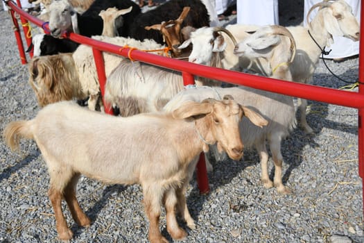 Coronavirus China SARS Animal Market Cattle Market Outbreak WHO Disease Virus Corona Pandemic Sheep Goats Asia Transmission Goat Health Hazard Foot-and-Mouth Disease Africa Animals Animal Even-toed ungulates