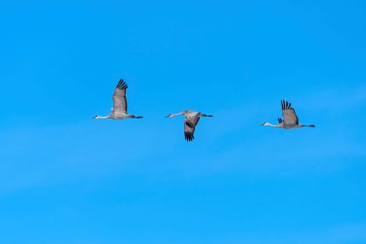 Group of Sandhill Cranes in Flight near the Platte River near Kearney, Nebraska