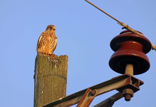 Kestrel Falco tinnunculus on telegraph pole
