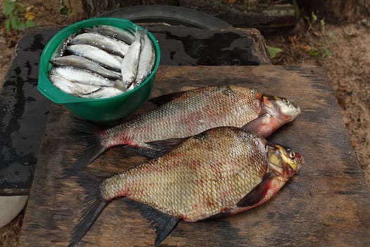 fish dramatic rural still life