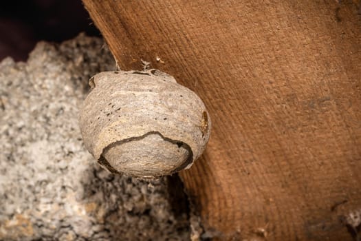 Round abandoned gray wasp nest hangs on a wooden beam against a blurred background