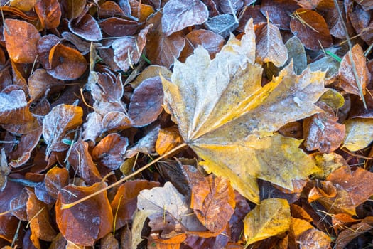 Rimy autumnal leaves on the garden ground