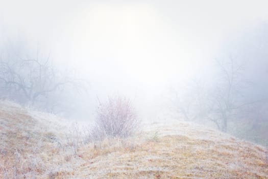 Rimy hassocks on a misty meadow orchard with a rosebush and bald apple trees