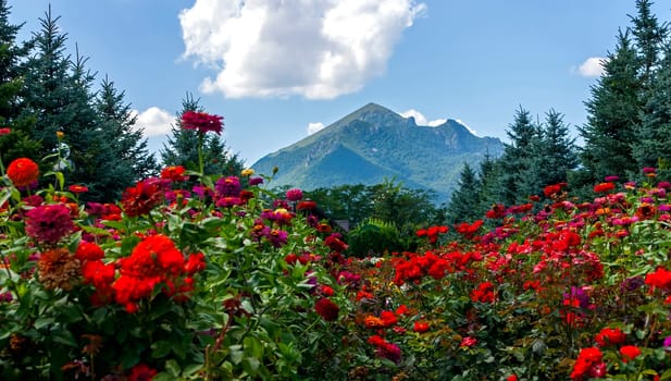 Beautiful flowerbed on the background of the mountains of the Caucasus.