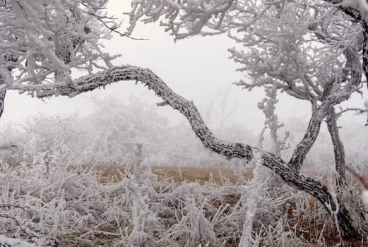 snowy winter landscape with icy wind