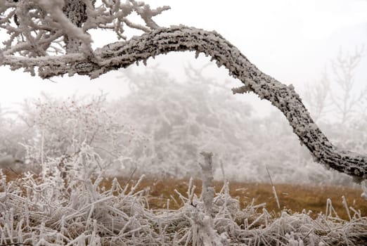 snowy winter landscape with icy wind