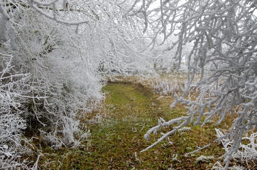 snowy winter landscape with icy wind