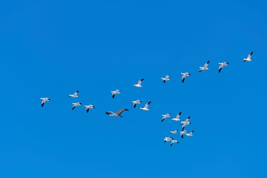 Sandhill Crane Flying with a Flock of Snowgeese near the Platte River in Kearney, Nebraska