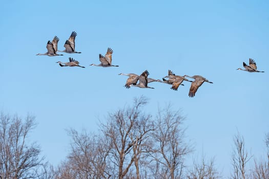 Cranes Taking Off Above the Cottonwoods near Kearney, Nebraska