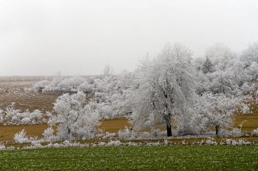 romantic winter landscape in the Rhön