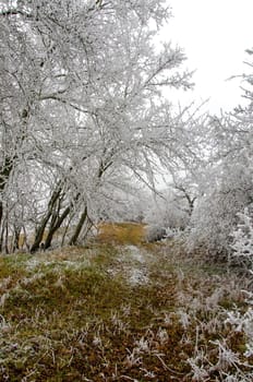 romantic winter landscape in the Rhön