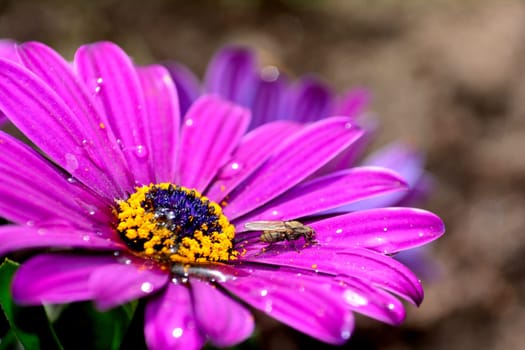 A fly sits on pink flower in the nature with copy space