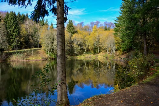 Small lake in a forest, with a tree in the foreground, in autumn in the Rhön, Germany, with blue sky and reflection in the water