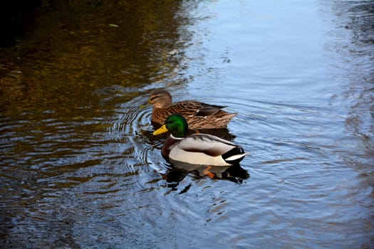 Two ducks  swim in the  water in the lake qwith copy space