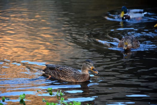 Ducks  swim in the golden water in the lake at the sundown, with copy space