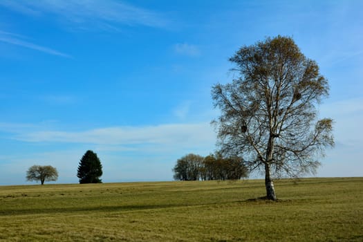 Green landscape with blue sky, trees, birch, meadow and with a lot of copy space