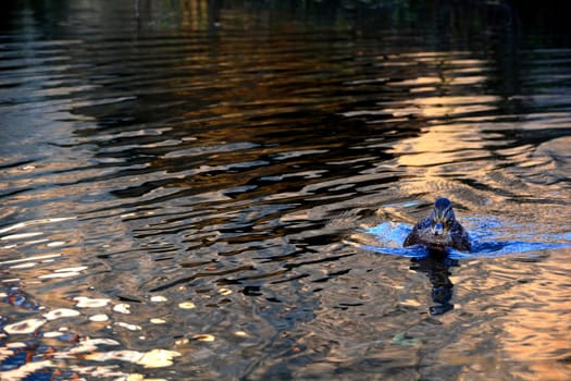 One Duck  swims in the golden water in the lake at the sundown, with many copy space